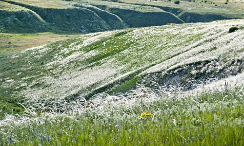 Section of feather grass steppe фото