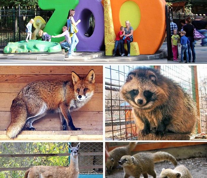 Mini-zoo in The Belousov park фото 1